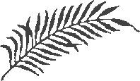 Palmwedel